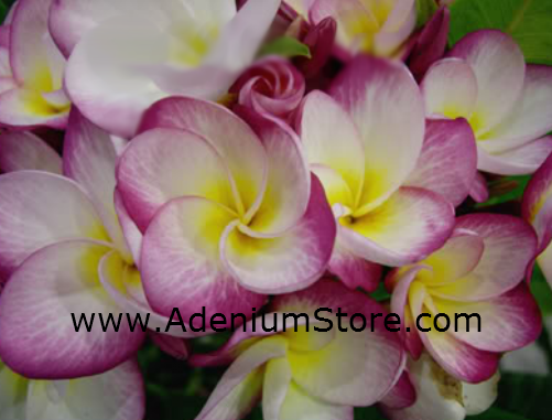 (image for) Plumeria Seeds Pink Orchid 6 Seeds - Click Image to Close